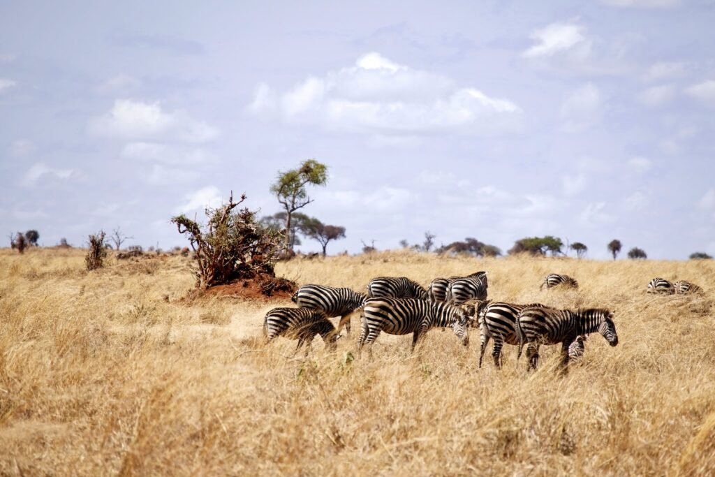 zebras in brown grass field